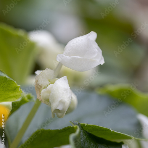 Obraz na plátně A beautiful flower begonia of fuchsia color growing in the pot at the terrace