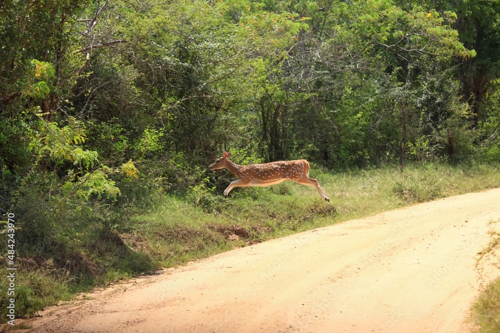 Female of Sri Lankan axis deer, Axis axis ceylonensis in jump. Also