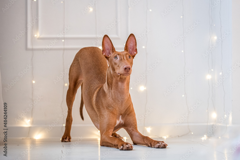 pharaoh hound plays against the background of a white wall and a garland