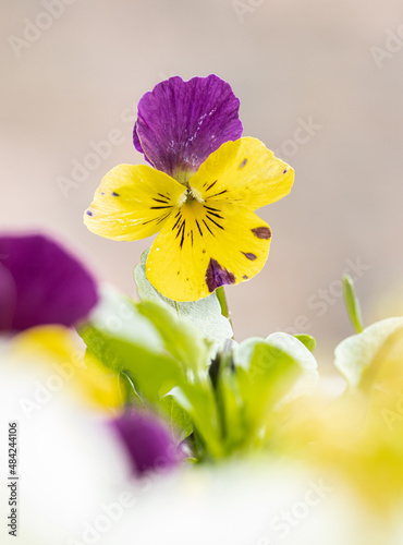 Fotografie Heartsease viola flower