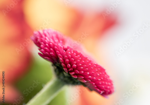 Fotografie Single pink English Daisy against a backdrop of its green foliage