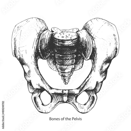 483_Bones of the Pelvis
