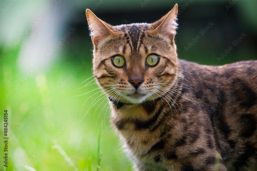 A young Bengal cat walks on the lawn behind the house. Pet skin and health care. Pest protection