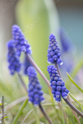  Muscari flower on natural background. in meadow. Muscari armeniacum. Grape Hyacinths. Spring flowers. Beautiful spring flower muscari close-up in garden.