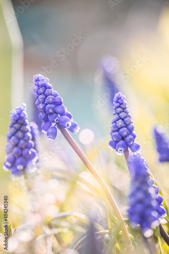 Obraz na plátně Grape hyacinths / muscari at Keukenhof Gardens, Lisse, South Holland, Netherlands