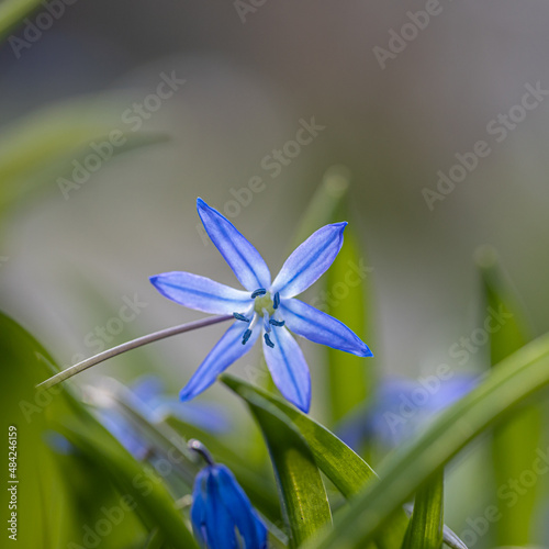 Fototapeta Naklejka Na Ścianę i Meble -  Blue scilla (Scilla bifolia) bloom in the forest. First spring flowers Blue scilla (Scilla bifolia) blooms in the park. First spring flowers