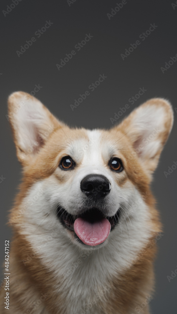 Pedigreed happy corgi doggy smiling against gray background