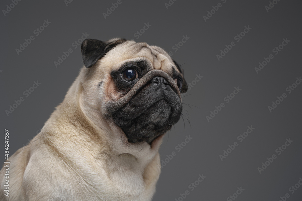 Domestic purebred pug doggy posing against gray background