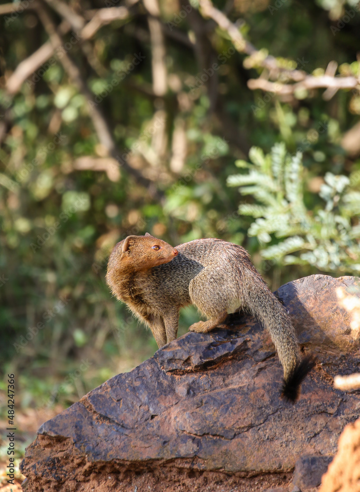 Slender Mongoose, Pilanesberg National Park Slender Mongoose, Pilanesberg National Park
