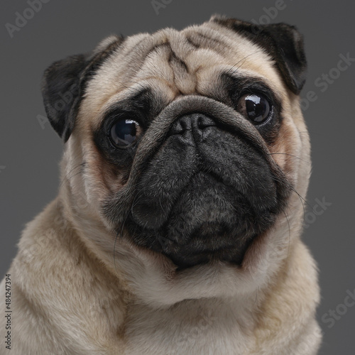 Beige pug dog with short fur against gray background