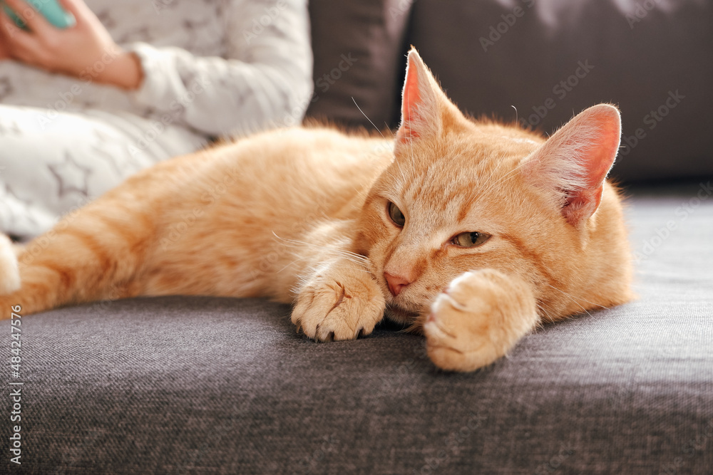 A ginger cat is lying on the sofa near the girl scrolling the tape on the phone in the background. Woman after a bath in a warm bathrobe uses a smartphone on the couch, a cute red cat.