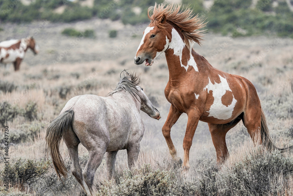 Obraz premium Sand Wash Basin Wild Mustangs