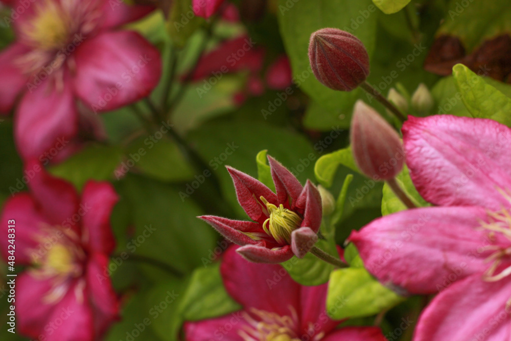 pink clematis bud in green leaves, beautiful big flower close, Clematis 'Ville de Lyon pink clematis bud in green leaves, beautiful big flower close, Clematis 'Ville de Lyon