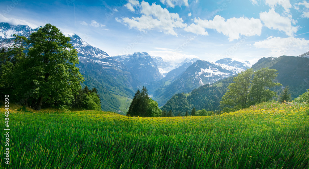 landscape with grass landscape with grass