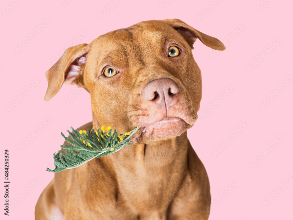 Lovable, pretty puppy brown color and yellow, bright flower. Close-up, indoors. Studio photo, isolated. Congratulations for family, loved ones, friends and colleagues. Animal and pet care concept Lovable, pretty puppy brown color and yellow, bright flower. Close-up, indoors. Studio photo, isolated. Congratulations for family, loved ones, friends and colleagues. Animal and pet care concept