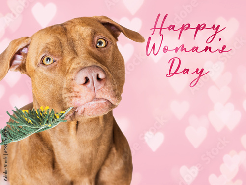 Happy Women's Day. Lovable, pretty puppy brown color holding bright flowers in its mouth. Congratulatory inscription. Close-up, studio photo. Congratulations to family, loved ones, friends, colleagues