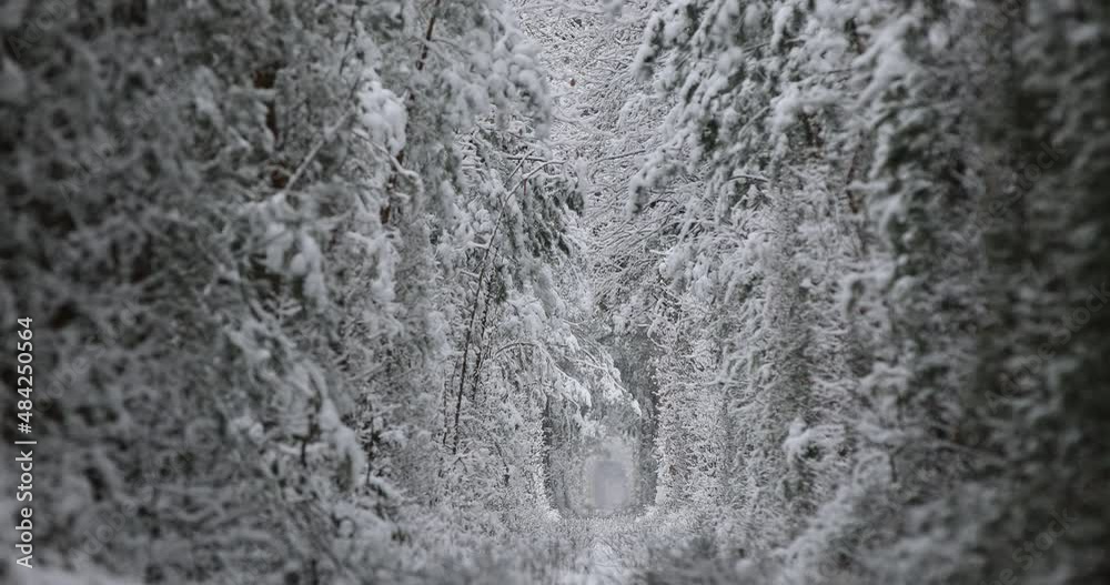 4k. Aerial view on winter Natural Tunnel of Love with Railway Road. Klevan, Ukraine. picturesque frozen forest with snow covered spruce and pine trees. winter woodland. Drone flying between trees 4k. Aerial view on winter Natural Tunnel of Love with Railway Road. Klevan, Ukraine. picturesque frozen forest with snow covered spruce and pine trees. winter woodland. Drone flying between trees