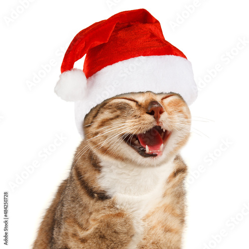 Funny cat in Santa Claus xmas red hat on white background