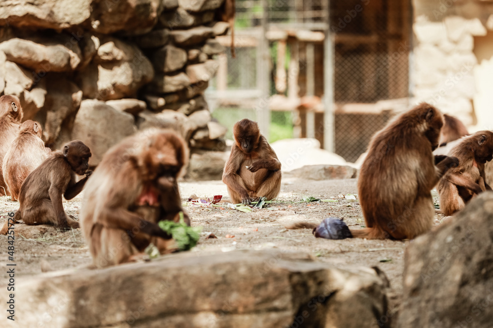 Obraz premium group of monkeys sit on a rock and eating vegetables in their natural habitat. Animal wildlife
