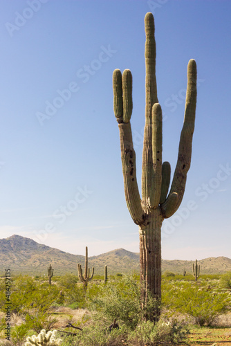 Sonoran Desert