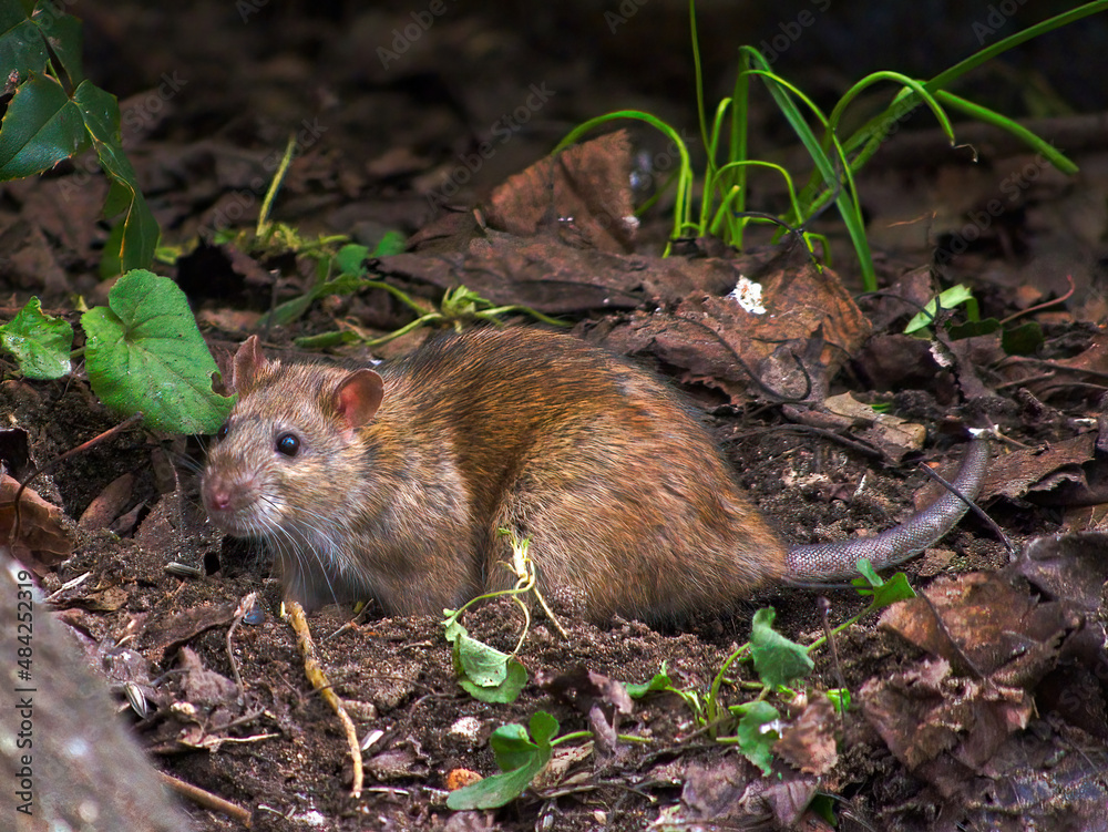 Wanderratte Wanderratte