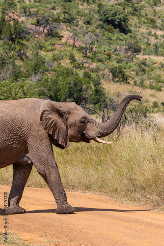 African Bush Elephant, Pilanesberg National Park © Kim