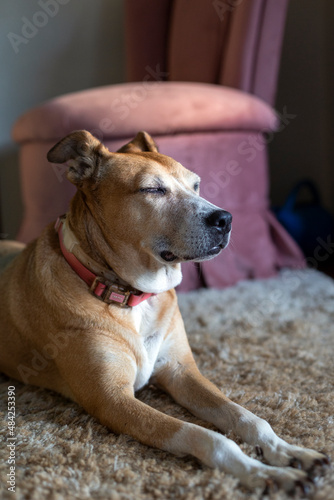 A senior female dog sleeping lying on thec arpet of the house. Animal world. Pet lover. Animals defend. Dog lover.