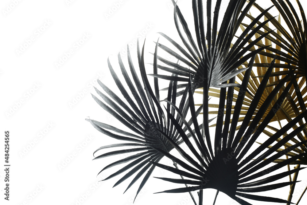 Fototapeta premium abstract tropical background - palm leaves isolated against white background