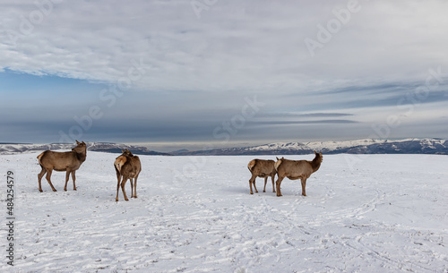 Deer from the farm graze on the snowy meadows against the backdrop of Mountains
