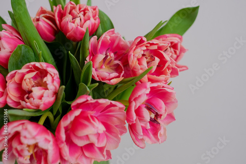 a bunch of pink tulips © Евгения Лаврова
