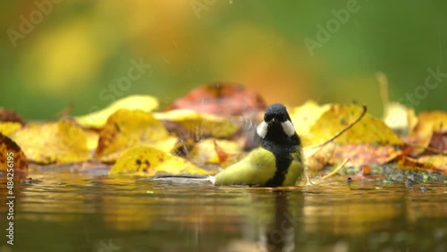Song bird bath in the water, autumn wildlife with yellow leaves. Great Tit, Parus major, black and yellow bird in the nature habitat. Tit in the forest. Clean and swim in the water. photo