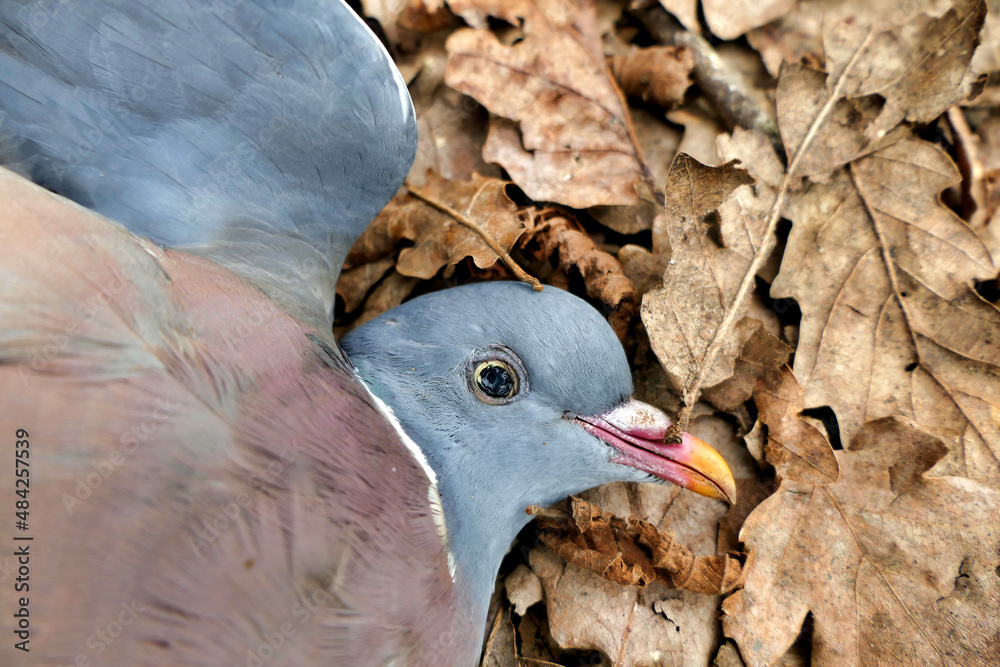 Fototapeta premium Close up of the head of a dead pigeon found on a woodland path 