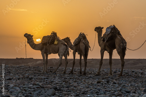 Early morning view of a camel caravan in Hamed Ela, Afar tribe settlement in the Danakil depression, Ethiopia. This caravan head to the salt mines.