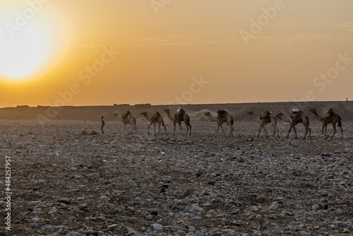 DANAKIL, ETHIOPIA - MARCH 25, 2019: Early morning view of a camel caravan in Hamed Ela, Afar tribe settlement in the Danakil depression, Ethiopia. This caravan heads to the salt mines.
