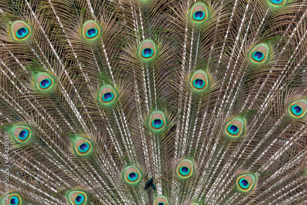 Obraz premium Peacock feathers beautifully presented