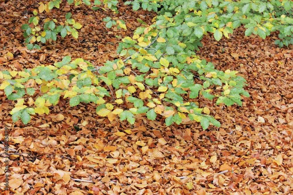 Beech leaves background Beech leaves background