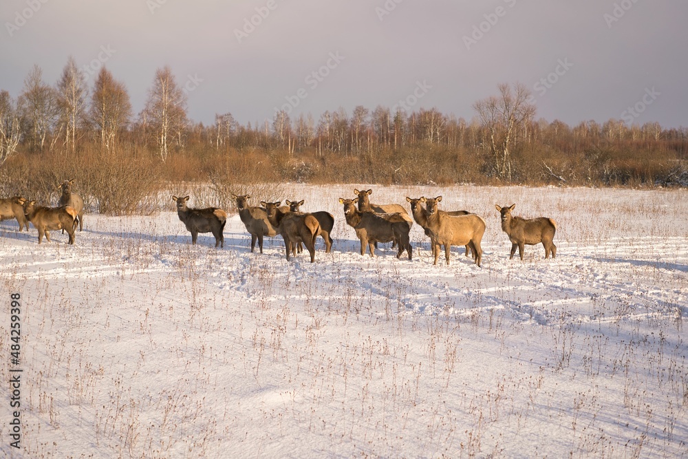 Wild deer in winter in deep snow Wild deer in winter in deep snow
