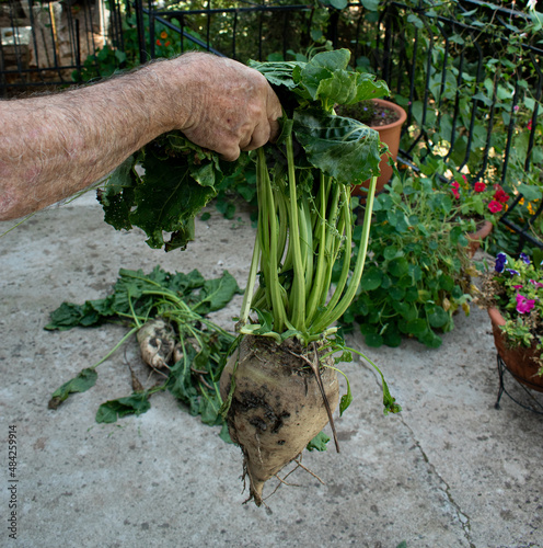 A man agronomist holding  roots vegetable of sugar beets.The cultivation of sugar beet..