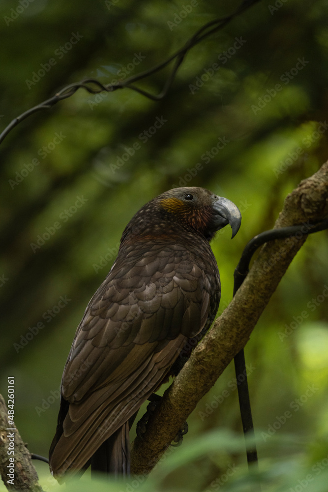 Kaka bird posing on a tree branch in the forest. New Zealand endemic bird Kaka bird posing on a tree branch in the forest. New Zealand endemic bird