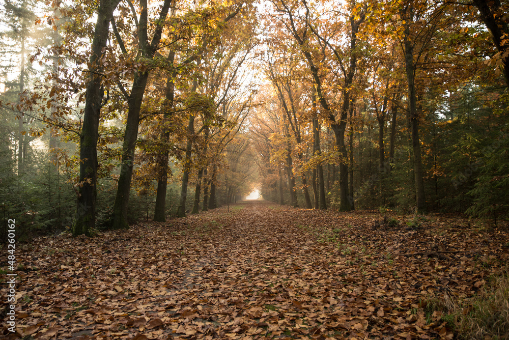 Obraz premium autumn in the forest