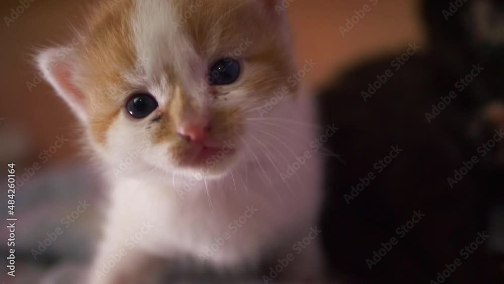 Adorable ginger and white kitten portrait Adorable ginger and white kitten portrait