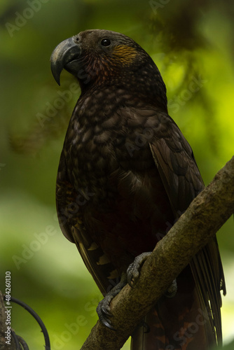 Kaka posing in profile. New Zealand endemic parrot