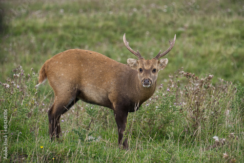 A Munjac deer with horns