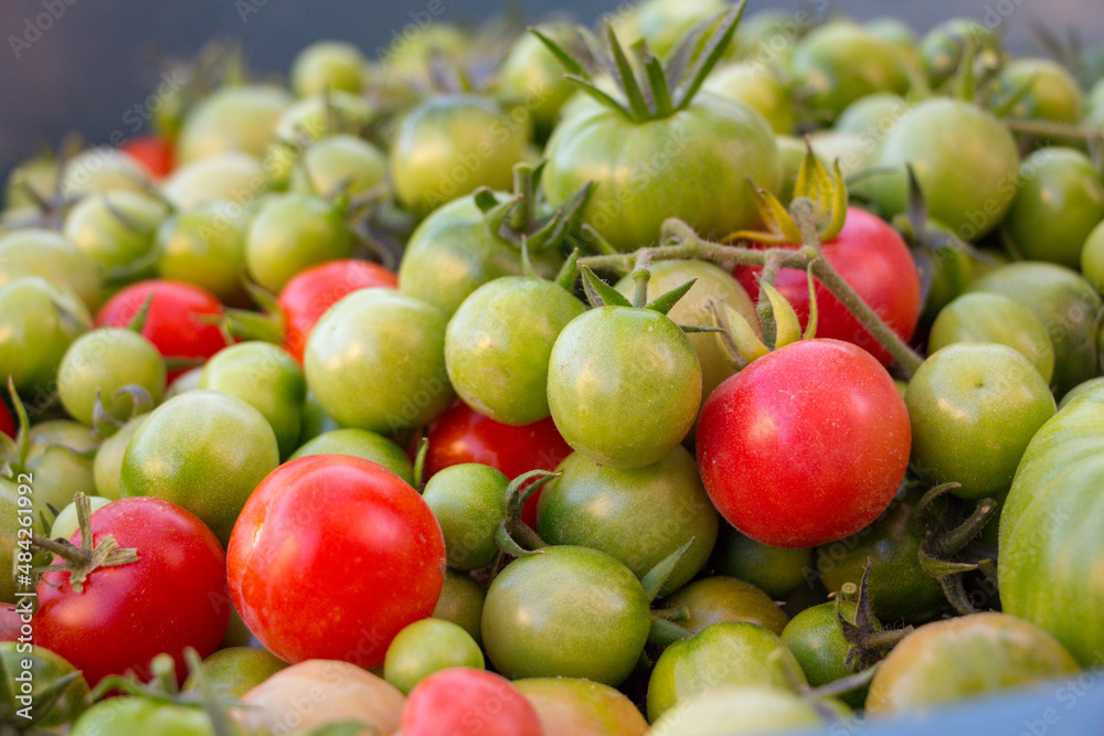 organic red and green tomatoes