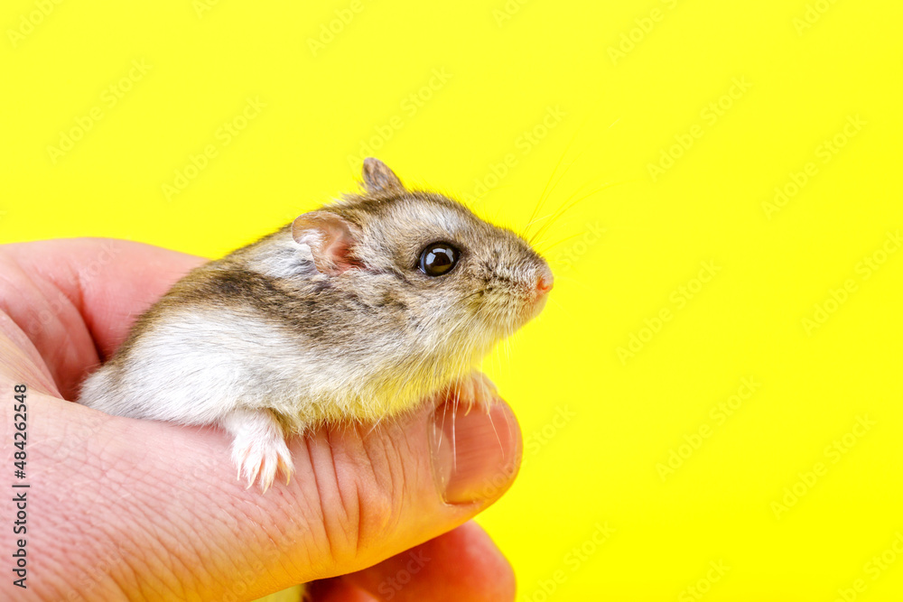 Dwarf gray hamster isolated on yellow background.Cute baby hamster, standing facing front.hamster eating food Dwarf gray hamster isolated on yellow background.Cute baby hamster, standing facing front.hamster eating food