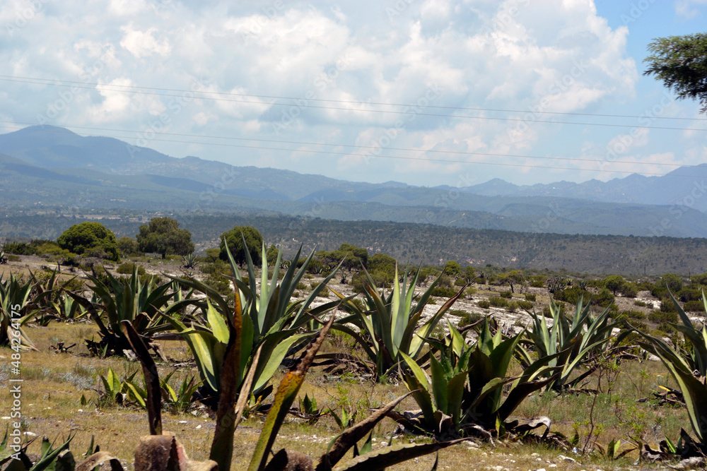 Aloe vera plantation