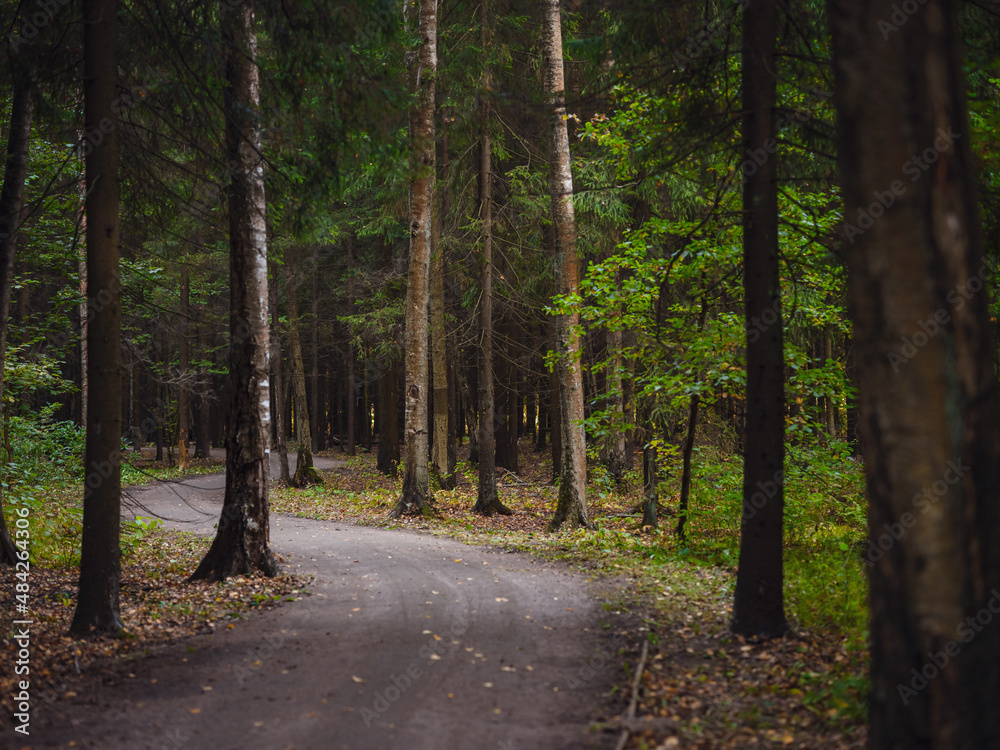 Obraz premium traditional forest of central Russia, summer sunset. Scenic forest of fresh green trees, beautiful park, summer landscape, birch grove, fir forest summer landscape