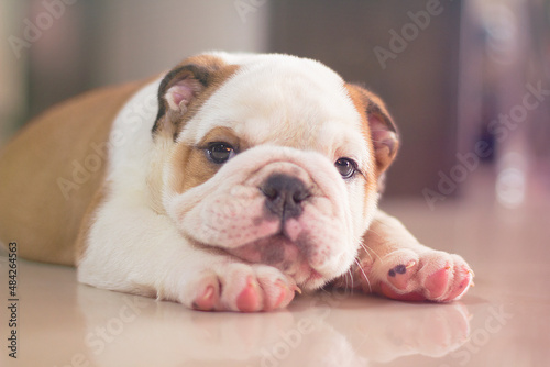 Fototapeta Naklejka Na Ścianę i Meble -  English Bulldog puppy is lying inside a house with a raised face looking at the camera, innocent and tender with his little pink paw prints.