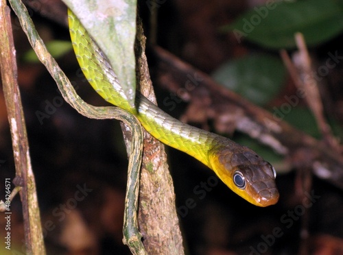 Chironius bicarinatus  is a genus of New World colubrid snakes commonly called sipos (after the Portuguese word cipó for liana), savanes, or sometimes vine snakes. Colubridae family. Amazon rainforest photo