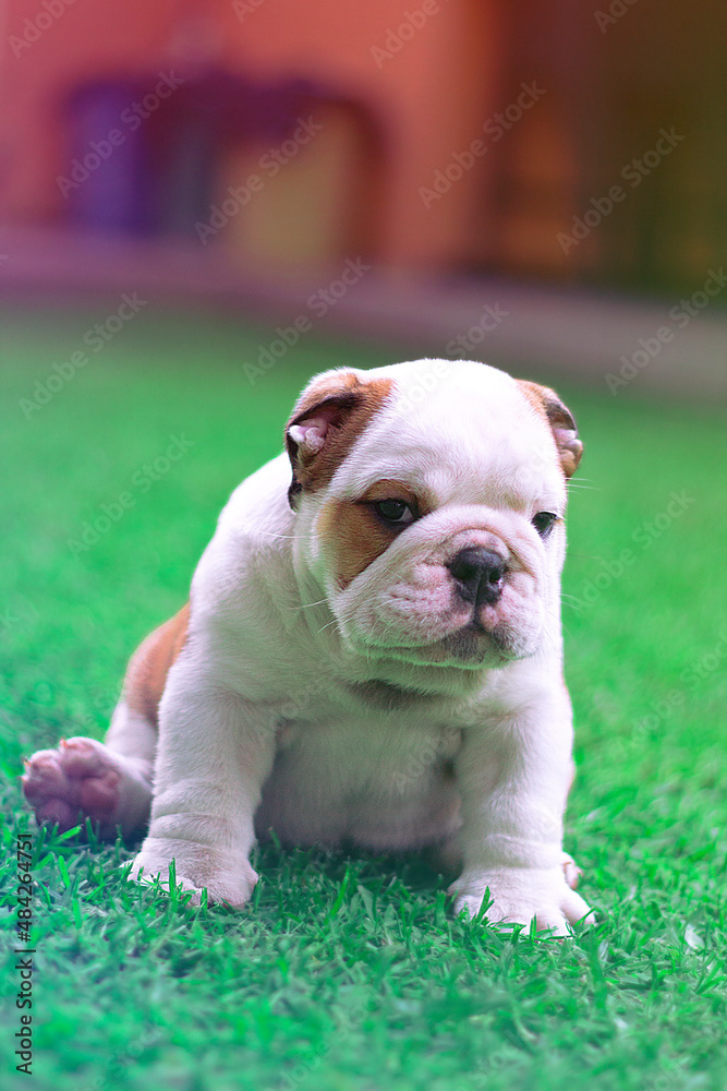 English Bulldog is white puppy with brown is sitting on the garden with a raised face looking at the camera. Innocent, serious and tender.